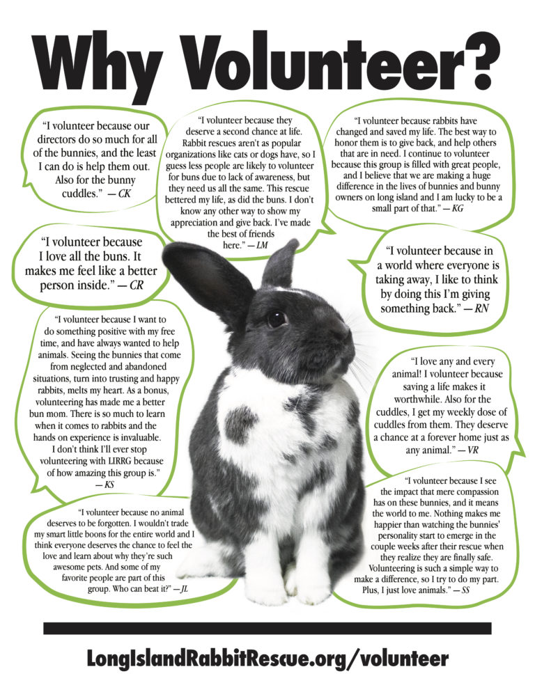 Volunteer with Long Island Rabbit Rescue Group