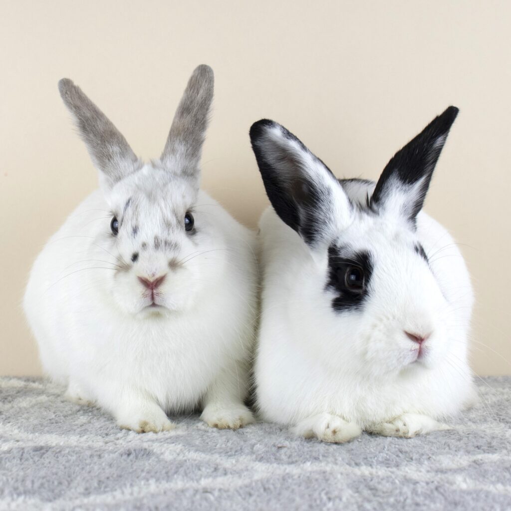 LIRRG - Long Island Rabbit Rescue Group - Adopt a Rescue Rabbit