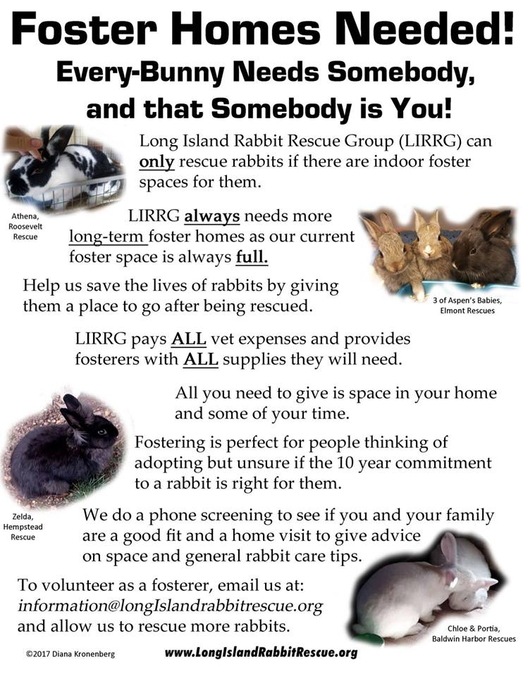 Foster Homes Needed-Long Island Rabbit Rescue Group