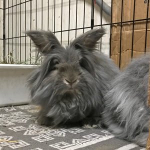 Lionhead Rabbits-Long Island Rabbit Rescue Group