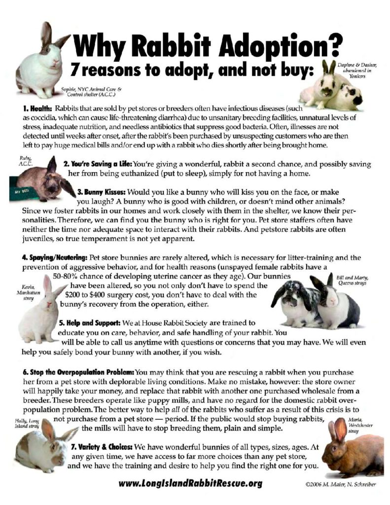 Information Long Island Rabbit Rescue Group