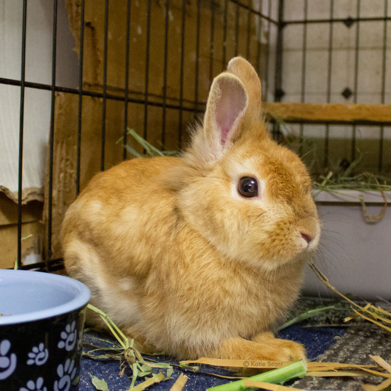 Long Island Rabbit Rescue Sanctuary Rabbit-Amber