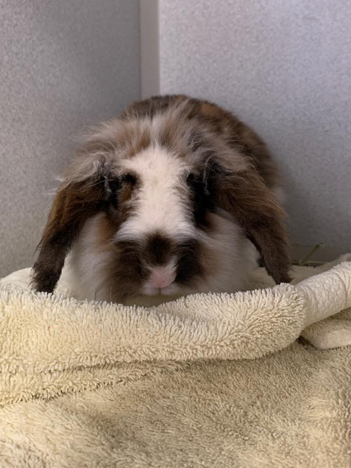 Long Island Rabbit Rescue Group- Lop eared domestic rabbit