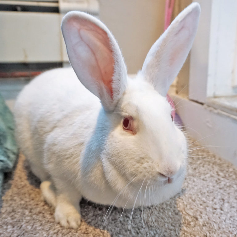 Long Island Rabbit Rescue Special Needs Rabbit-Francine