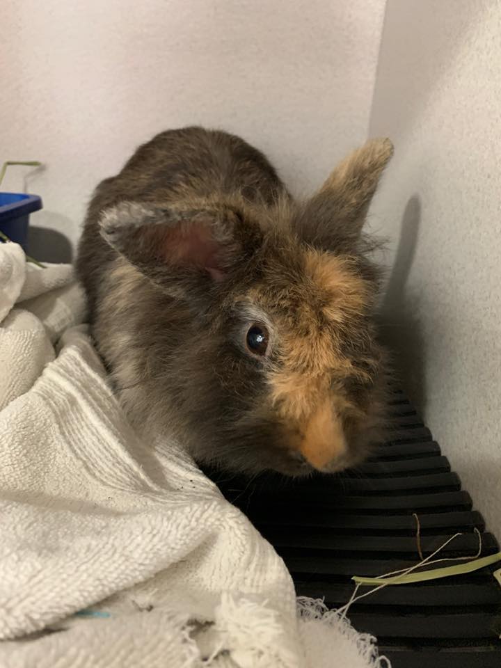 Long Island Rabbit Rescue Group-Lionhead rabbit Rose