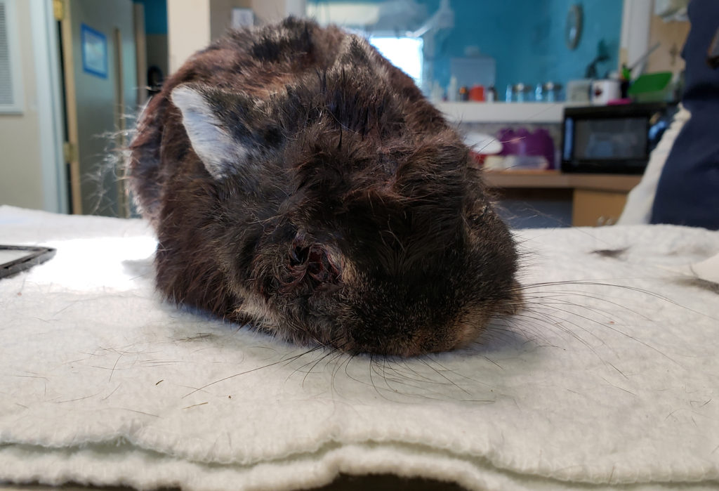 Heartbreak in Rabbit Rescue-Long Island Rabbit Rescue Group