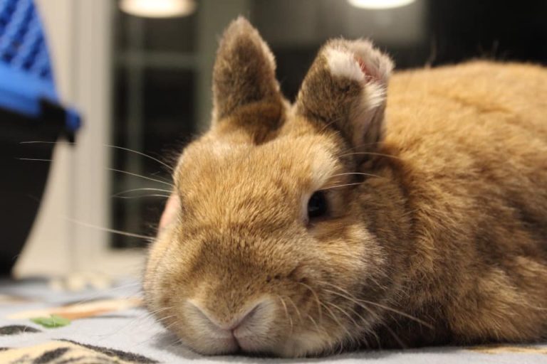 Rescue Paddington-Long Island Rabbit Rescue Group