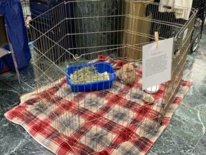 NYS Animal Advocacy Day 2019-Long Island Rabbit Rescue Group