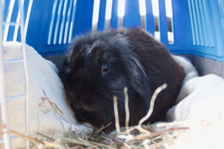 Rabbit Rescue on Long Island