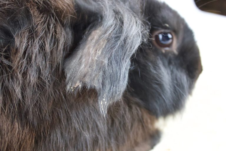 Rabbit Rescue on Long Island