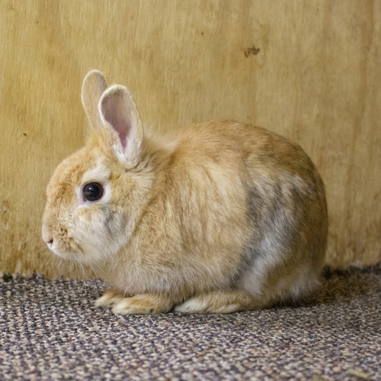 Special Needs Rabbit Amber-LIRRG