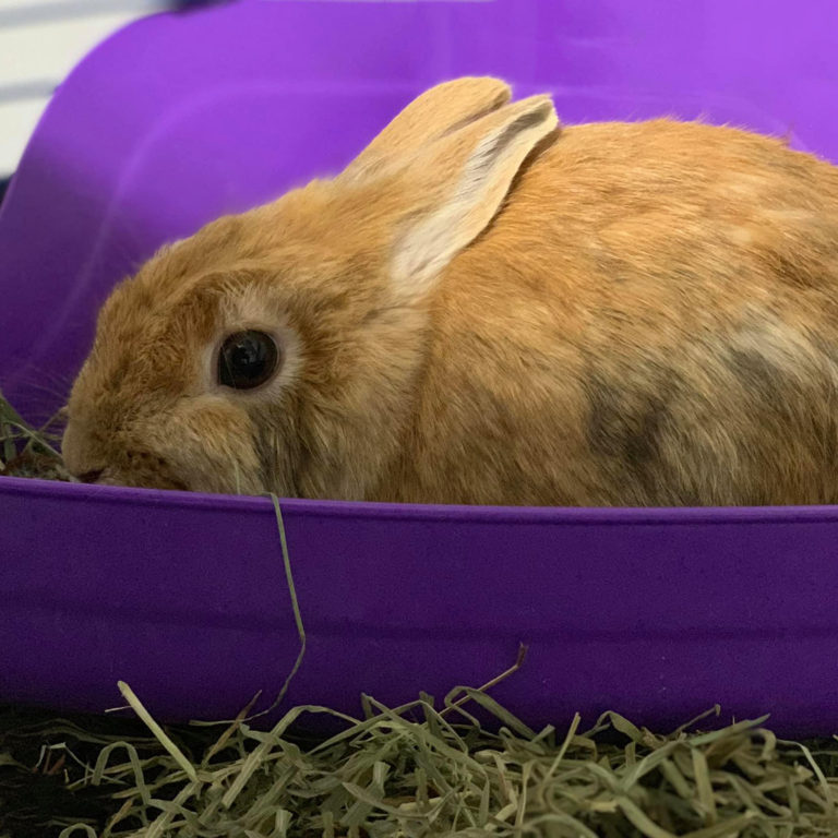 Special Needs Rabbit Amber-LIRRG