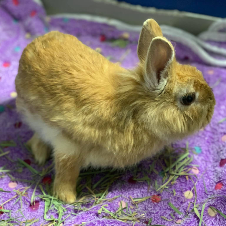 Special Needs Rabbit Amber-LIRRG