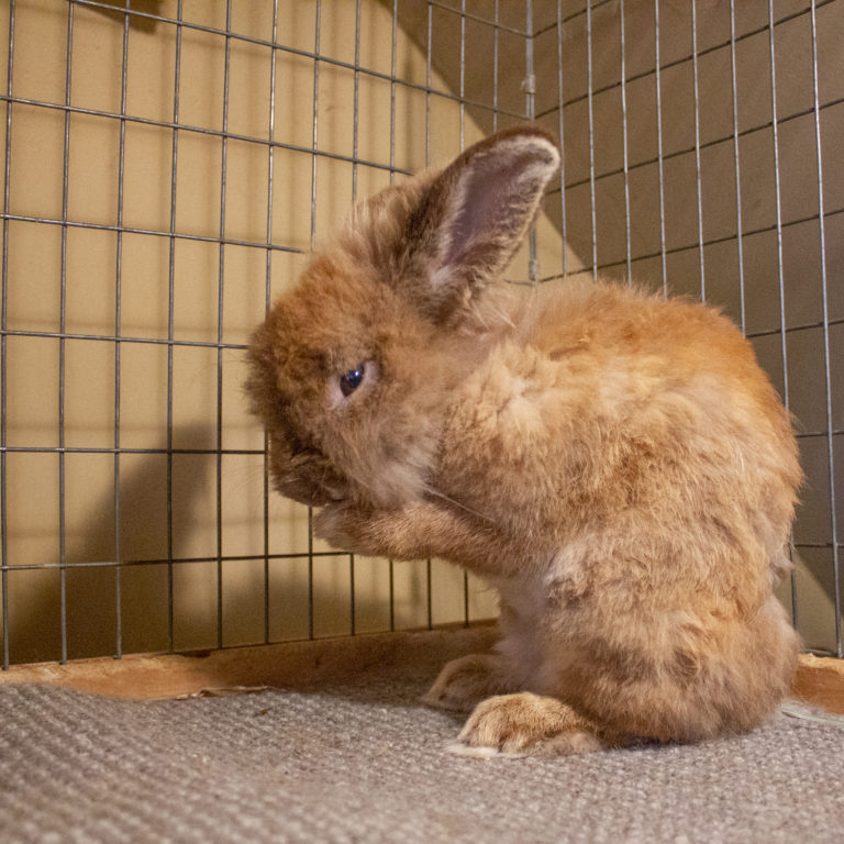 Rescued Rabbit Oscar-Lionhead-Long Island Rabbit Rescue Group