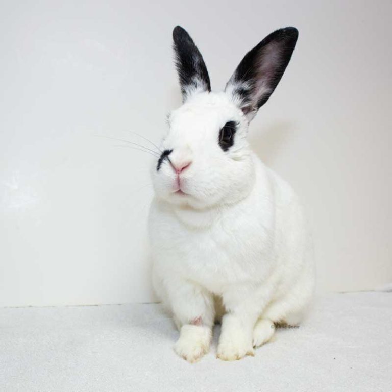 Rabbit Megacolon-Long Island Rabbit Rescue Group