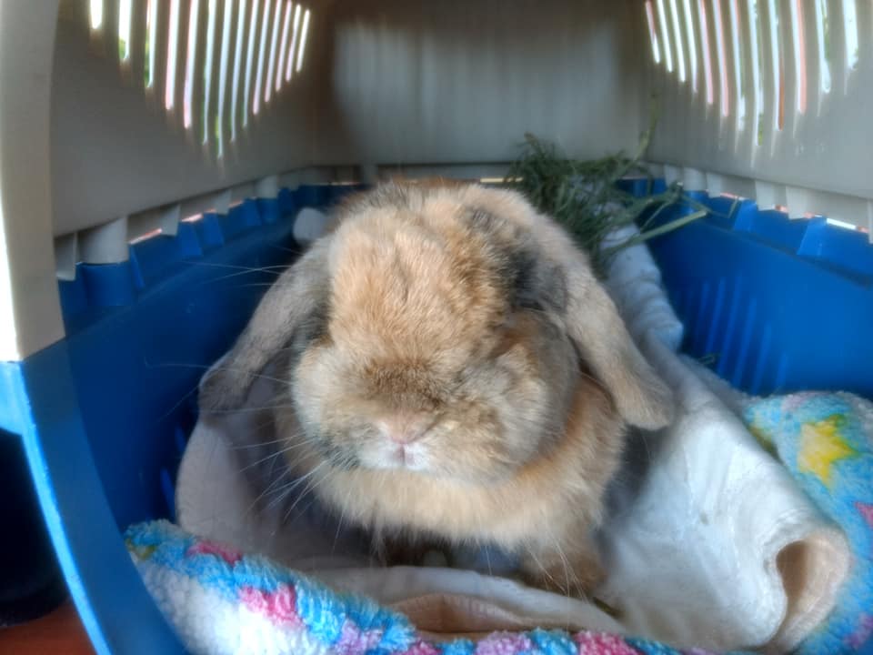 Special needs rabbit Sally-Long Island Rabbit Rescue Group