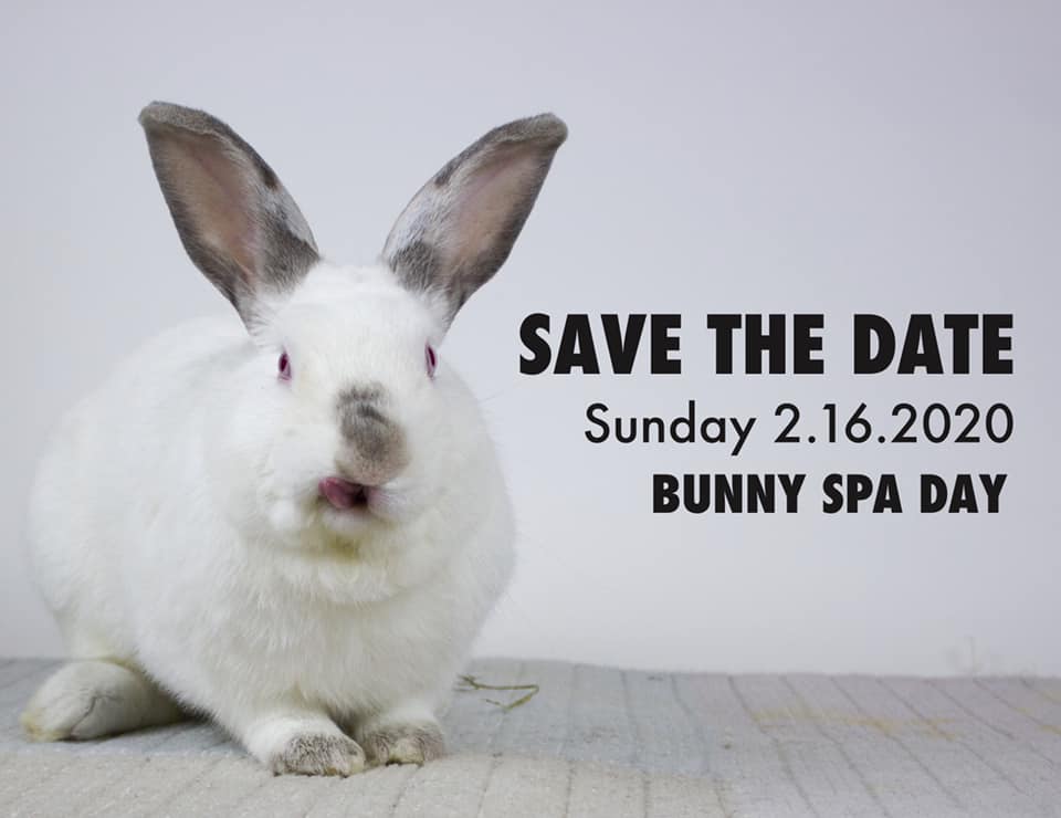 bunny spa day-Long Island Rabbit Rescue Group