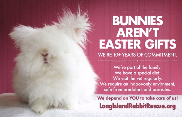 Bunnies aren't Easter gifts-Long Island Rabbit Rescue Group