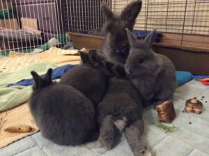 Lionhead rabbit Bunhilda and her babies- Long Island Rabbit Rescue Group