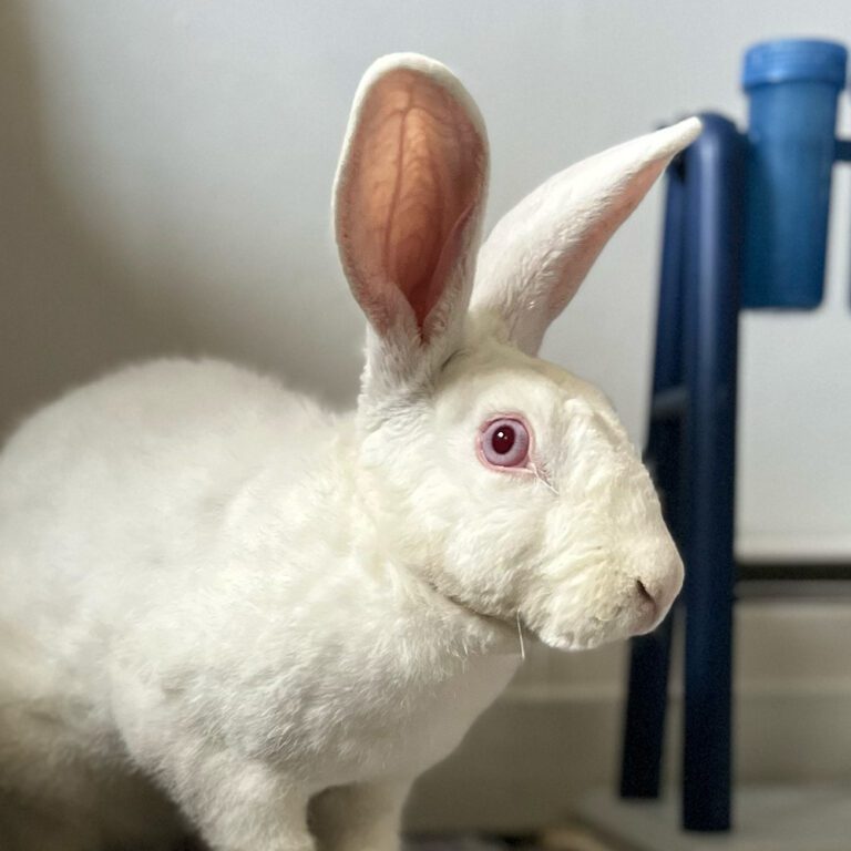 Adoptable Rabbit Ginkgo - Long Island, NY