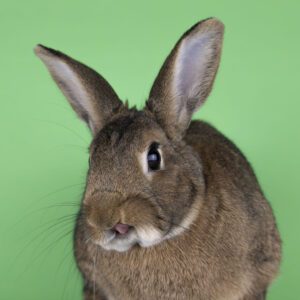 Adoptable Rabbit Hansel - Long Island, NY