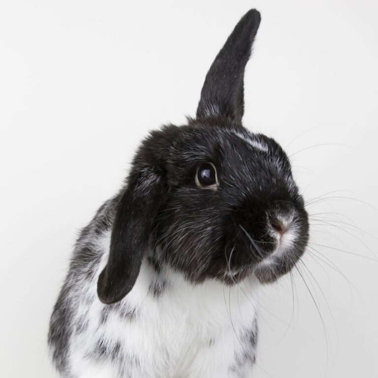 Omar Megacolon - Long Island Rabbit Rescue Group Adoptable Rabbit
