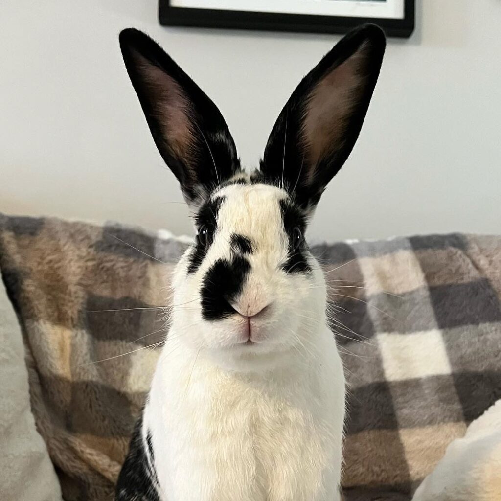 Brodie Adoptable Rabbit - Long Island Rabbit Rescue Group